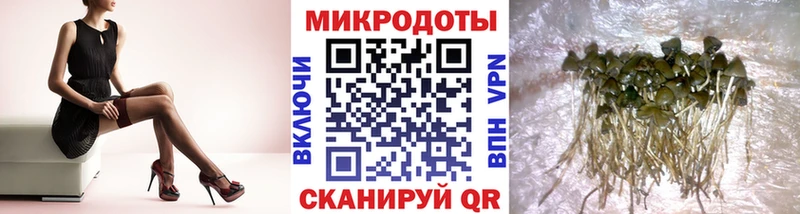 Галлюциногенные грибы Psilocybe  Купить закладки  Ельня 